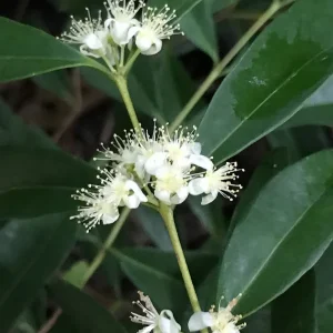 Rainforest Plum (Eugenia candolleana) Live Plant - Tropical Purple Fruit Tree Seedling, 2.5-5'' Tall - Image 9