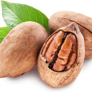 Rare Hickory Tree Live Plant – Cold Hardy – Dormant – 6-12