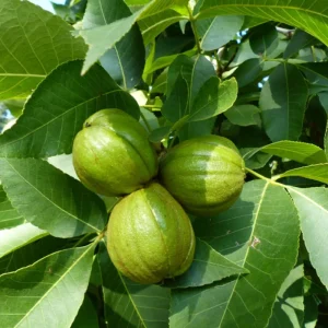 Rare Hickory Tree Live Plant – Cold Hardy – Dormant – 6-12