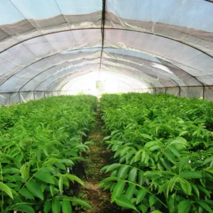 Rare Hickory Tree Live Plant – Cold Hardy – Dormant – 6-12