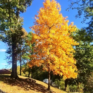 Rare Hickory Tree Live Plant – Cold Hardy – Dormant – 6-12