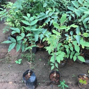 Rare Hickory Tree Live Plant – Cold Hardy – Dormant – 6-12