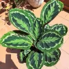 Rare Prayer Plant Live Houseplant - Calathea, Green Foliage, 2.5 Inch Pot - Image 1