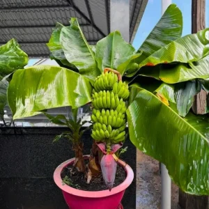 Rare Smooth Green Banana Plant Live for Planting - Cold Hardy Musa, 4-7" Tall - Image 1
