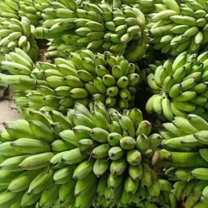 Rare Smooth Green Banana Plant Live for Planting - Cold Hardy Musa, 4-7