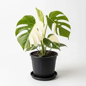 Rare Variegated Constellation Monstera Live Plant – 4-6 Inch Philodendron Houseplant - Image 3