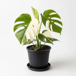 Rare Variegated Constellation Monstera Live Plant – 4-6 Inch Philodendron Houseplant - Image 6