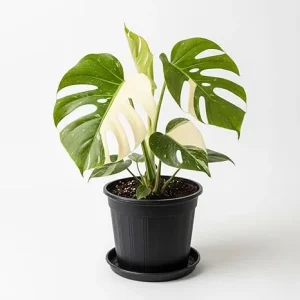 Rare Variegated Constellation Monstera Live Plant – 4-6 Inch Philodendron Houseplant - Image 7