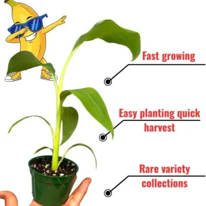 Rare Yellow Banana Plant Live for Planting - Cold Hardy Musa, 4-7