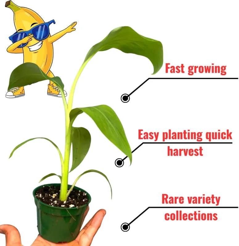 Rare Yellow Banana Plant Live for Planting - Cold Hardy Musa, 4-7" Tall - Image 2