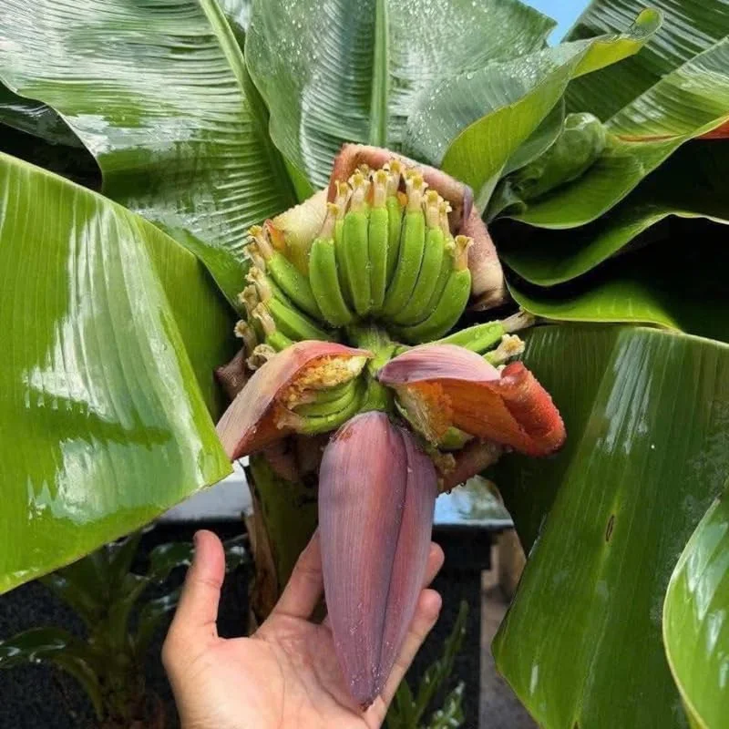 Rare Yellow Banana Plant Live for Planting - Cold Hardy Musa, 4-7" Tall - Image 3
