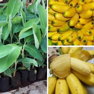 Rare Yellow Banana Plant Live for Planting - Cold Hardy Musa, 4-7