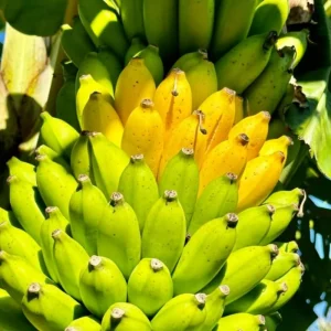Rare Yellow Banana Plant Live for Planting - Cold Hardy Musa, 4-7