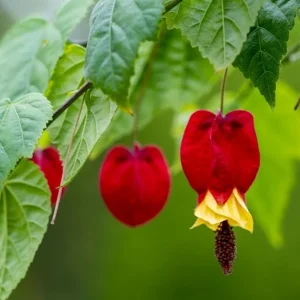 Red Abutilon Lantern Plant Live – Trailing Vine – Well Rooted Plug 2 to 4 Inches – Outdoor - Image 7