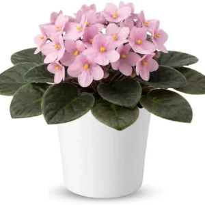 Red African Violet Live Plant, 4