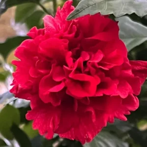 Red Althea Rose of Sharon Live Plant, Hardy Hibiscus Shrub, 6-12 Inch Tall, Outdoor - Image 1