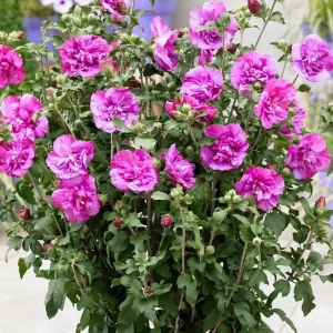 Red Althea Rose of Sharon Tree Live Plant, 1 Year Old Dormant Seedling, Quart Pot, Outdoor, Cold Hardy - Image 2