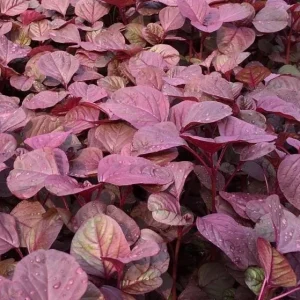 Red Amaranth Vietnamese Seeds – 7000 Seeds for Planting – Edible Greens - Image 4