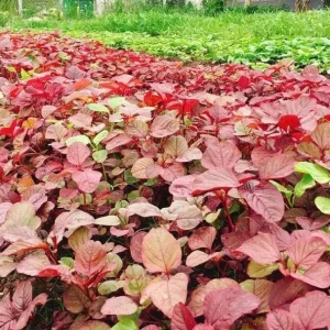 Red Amaranth Vietnamese Seeds – 7000 Seeds for Planting – Edible Greens - Image 5