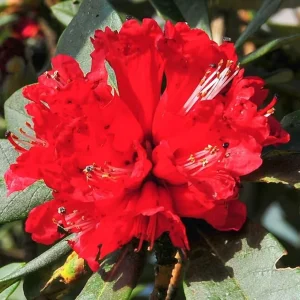 Red Azalea Live Plant – 9 Month Old Starter Shrub – Outdoor Growing - Image 6