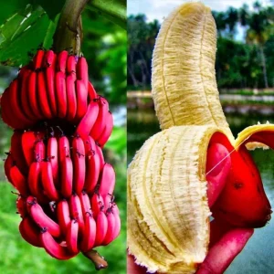 Red Banana Live Plant – Cold Hardy Musa – 4-7 inch Tall – Indoor/Outdoor - Image 5