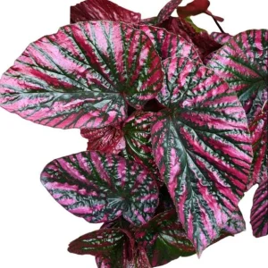 Red Begonia Brevirimosa Live Plant - Angel Wing Cane Begonia - 5-7 Inch Tall - Image 2