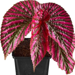 Red Begonia Brevirimosa Live Plant - Angel Wing Cane Begonia - 5-7 Inch Tall - Image 3