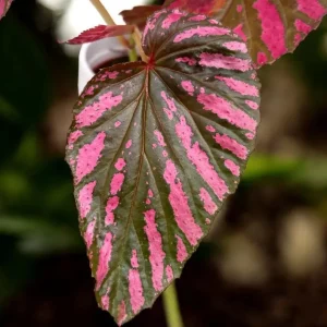 Red Begonia Brevirimosa Live Plant - Angel Wing Cane Begonia - 5-7 Inch Tall - Image 6