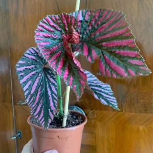 Red Begonia Brevirimosa Live Plant - Angel Wing Cane Begonia - 5-7 Inch Tall - Image 7