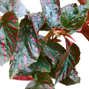 Red Begonia Brevirimosa Live Plant - Angel Wing Cane Begonia - 5-7 Inch Tall - Image 8