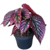 Red Begonia Brevirimosa Live Plant - Angel Wing Cane Begonia - 5-7 Inch Tall - Image 1