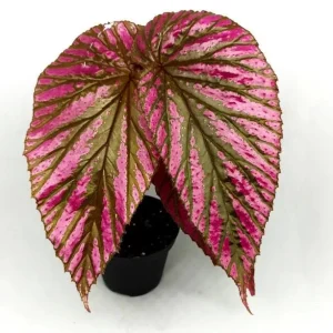 Red Begonia Brevirimosa Live Plants - Set of 2, 5-7 Inch Tall Exotic Angel Wing - Image 7