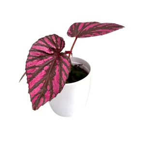 Red Begonia Brevirimosa Live Plants - Set of 2, 5-7 Inch Tall Exotic Angel Wing - Image 8
