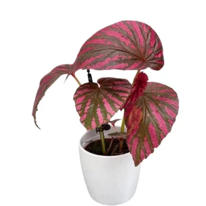 Red Begonia Brevirimosa Live Plants - Set of 2, 5-7 Inch Tall Exotic Angel Wing - Image 9