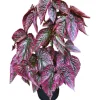 Red Begonia Brevirimosa Live Plants - Set of 2, 5-7 Inch Tall Exotic Angel Wing - Image 1