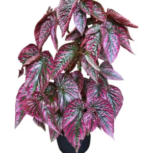Red Begonia Brevirimosa Live Plants - Set of 2, 5-7 Inch Tall Exotic Angel Wing - Image 1