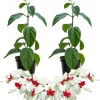 Red Bleeding Heart Live Plants - Set of 2, 4-6 Inches, Perennial Flowering Vine for Outdoor - Image 1