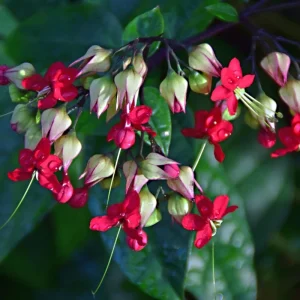 Red Bleeding Heart Plants Live, Clerodendrum, Perennial Shade Flower, 2-Pack, 4-6 Inch Tall - Image 4