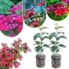 Red Bleeding Heart Plants Live, Clerodendrum, Perennial Shade Flower, 2-Pack, 4-6 Inch Tall - Image 1