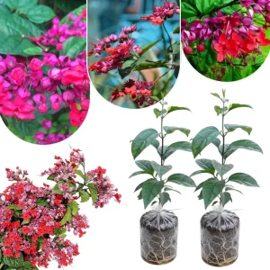 Red Bleeding Heart Plants Live, Clerodendrum, Perennial Shade Flower, 2-Pack, 4-6 Inch Tall - Image 1