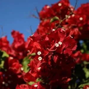 Red Bougainvillea Live Plant - Flowering Perennial Shrub 6-8 Inches Tall Outdoor - Image 4