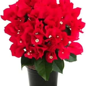 Red Bougainvillea Live Plant – Potted Flowering Tree, 4-5 Inches Tall, Outdoor - Image 2