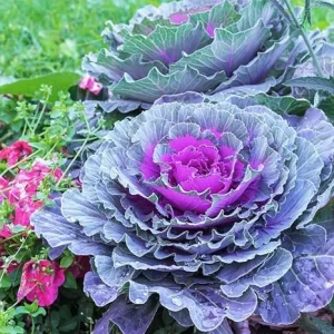 Red Cabbage Live Plant - Ornamental & Edible - 4 Inch Pot - Outdoor - Image 4