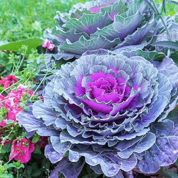 Red Cabbage Live Plant - Ornamental & Edible - 4 Inch Pot - Outdoor - Image 6
