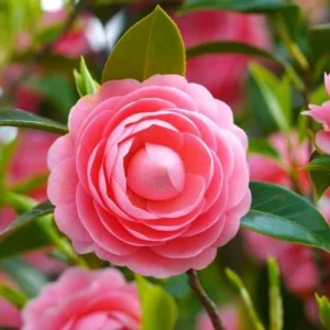 Red Camellia Japonica Live Plant - 10-12