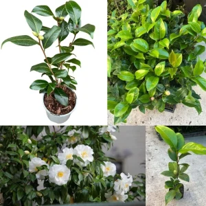 Red Camellia Japonica Live Plant - 10-12