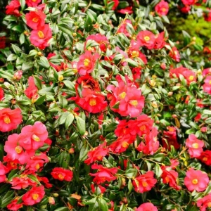 Red Camellia Japonica Live Plant - 10-12