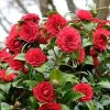 Red Camellia Live Plant - 4" Pot, 6-12 Inches Tall, Outdoor Shrub - Image 1