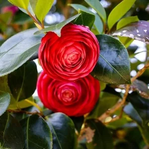 Red Camellia Live Plant – Camellia Japonica Bush – 5-10 Inches Tall – 4 Inch Pot – Outdoor - Image 1