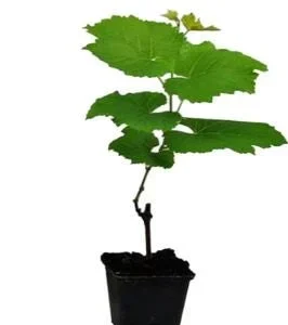 Red Catawba Grape Vine Live Plant Starter 5-7 Inch Tall Fruit Vitis Labrusca - Image 3